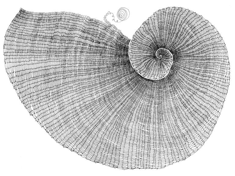 770x577 nautilus line drawing - Nautilus Line Drawing