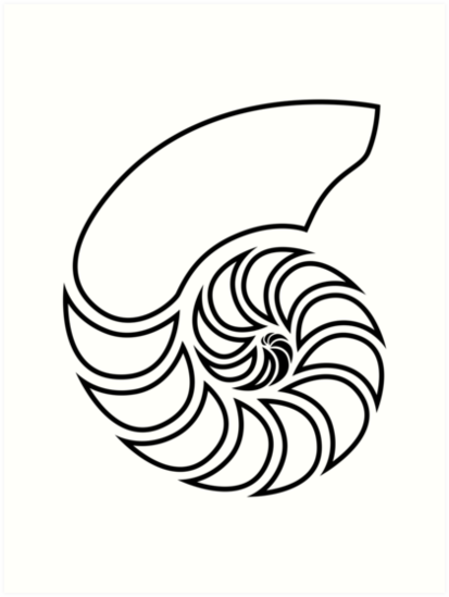 Nautilus Line Drawing at PaintingValley.com | Explore collection of ...