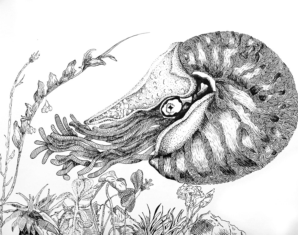 1000x788 nautilus pen and ink drawing on behance - Nautilus Line Drawing
