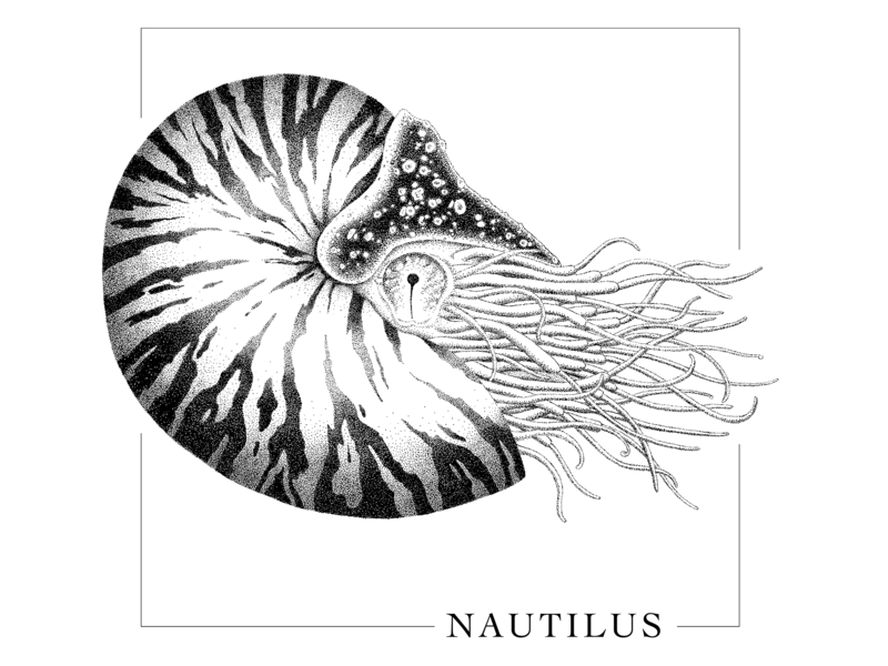 800x600 nautilus - Nautilus Line Drawing