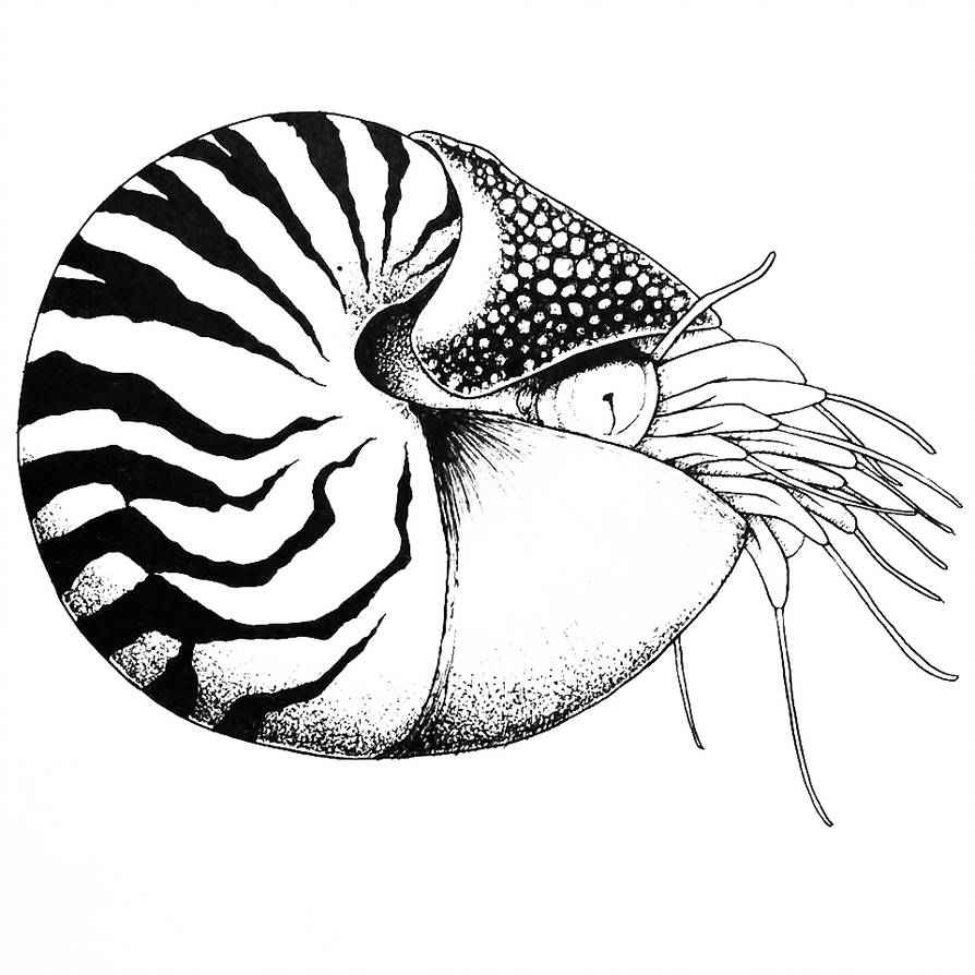 Nautilus Line Drawing at Explore collection of