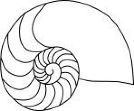 450x373 nautilus - Nautilus Line Drawing