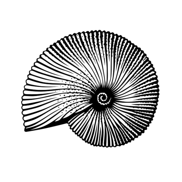 Nautilus Line Drawing at PaintingValley.com | Explore collection of ...