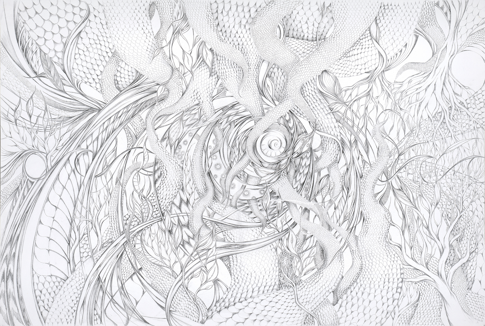 2000x1345 nautilus - Nautilus Line Drawing