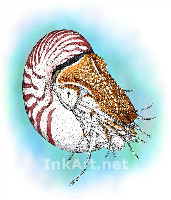 557x650 chambered nautilus - Nautilus Line Drawing