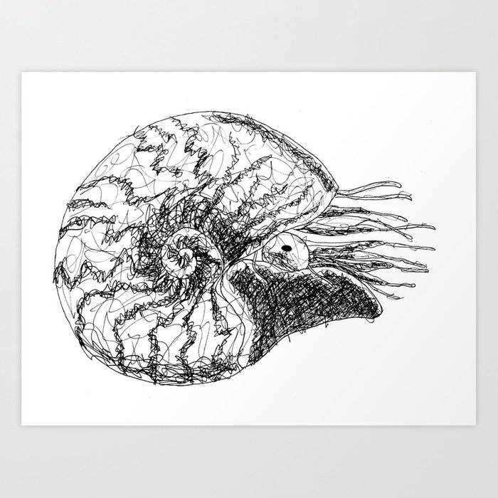 Nautilus Line Drawing at PaintingValley.com | Explore collection of ...