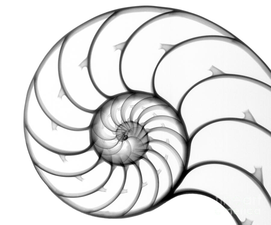900x747 chambered nautilus photograph - Nautilus Line Drawing