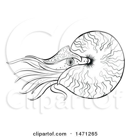 450x470 clipart of a lineart nautilus - Nautilus Line Drawing