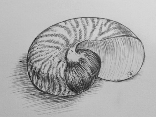 500x375 nautilus shell jasper's live art blog - Nautilus Shell Drawing
