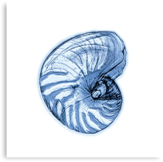 550x547 nautilus shell canvas prints - Nautilus Shell Drawing