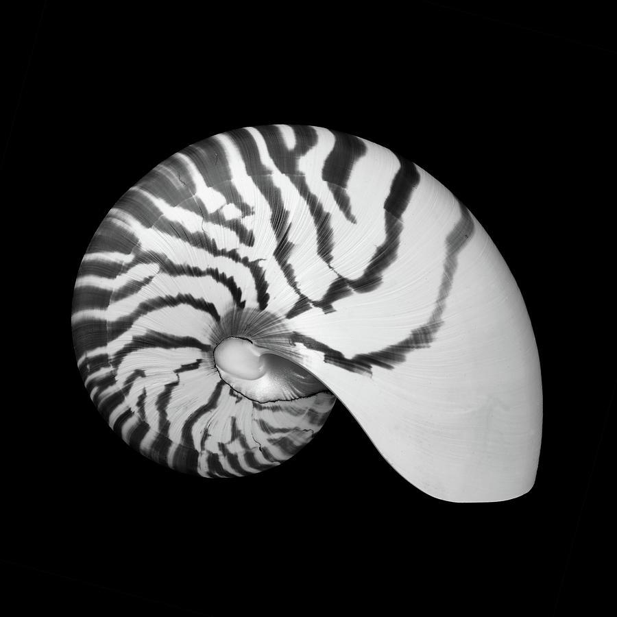 900x900 nautilus shell drawing weather - Nautilus Shell Drawing