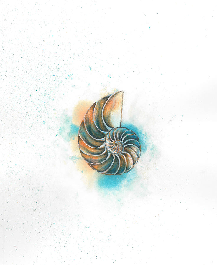 736x900 nautilus shell drawing - Nautilus Shell Drawing