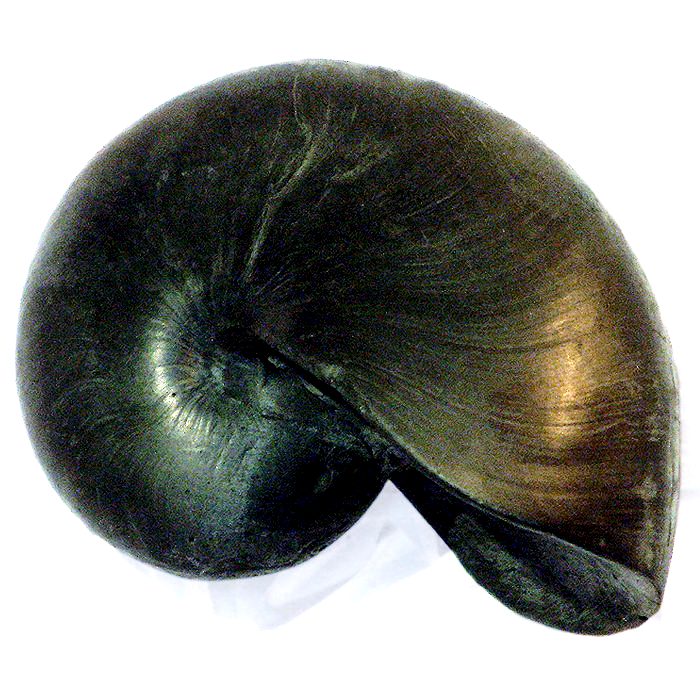 700x700 nautilus shell graphite pencil sculpture naturalists drawing - Nautilus Shell Drawing