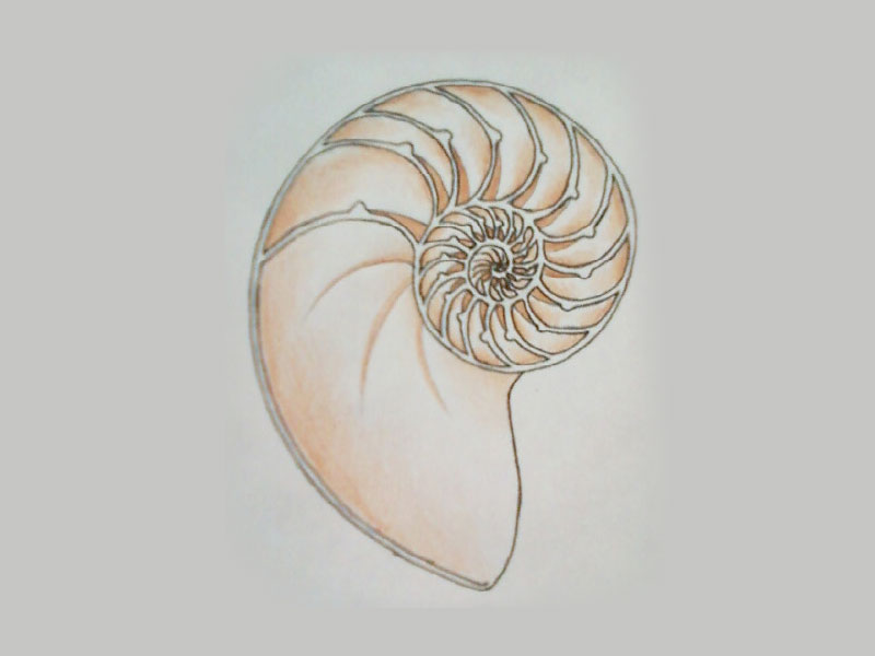 Nautilus Shell Drawing at PaintingValley.com | Explore collection of ...