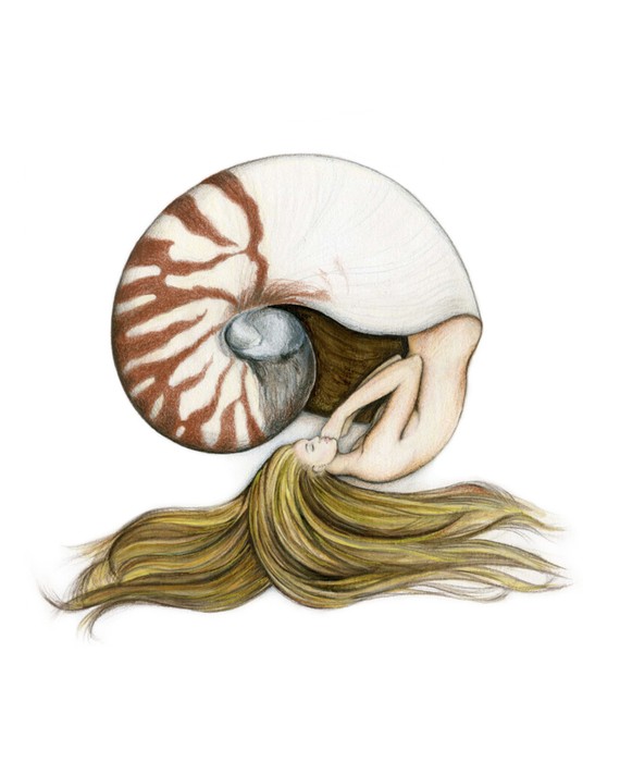 570x712 nautilus shell mermaid art print colour pencil drawing tattoo - Nautilus Shell Drawing