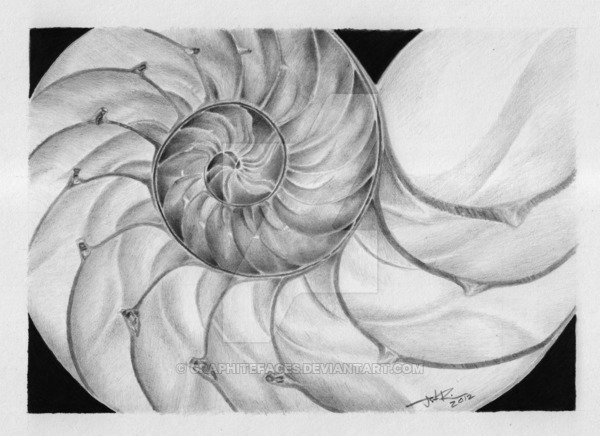 600x436 nautilus shell pencil drawing - Nautilus Shell Drawing