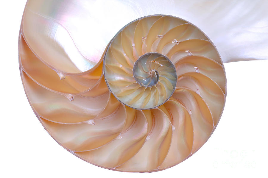 900x598 nautilus shell photograph - Nautilus Shell Drawing