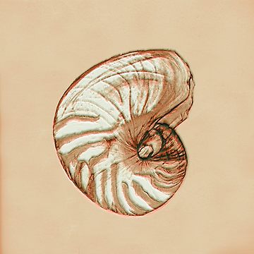 360x360 nautilus shell photographic print - Nautilus Shell Drawing