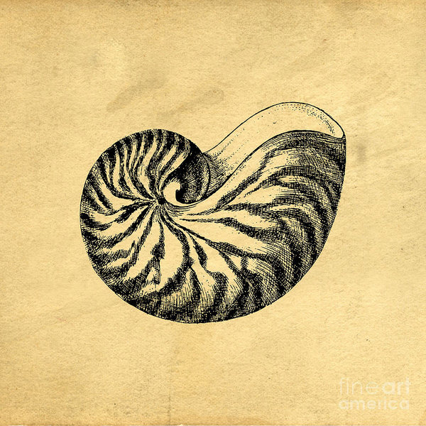 Nautilus Shell Drawing At Paintingvalley Com Explore Collection Of Nautilus Shell Drawing