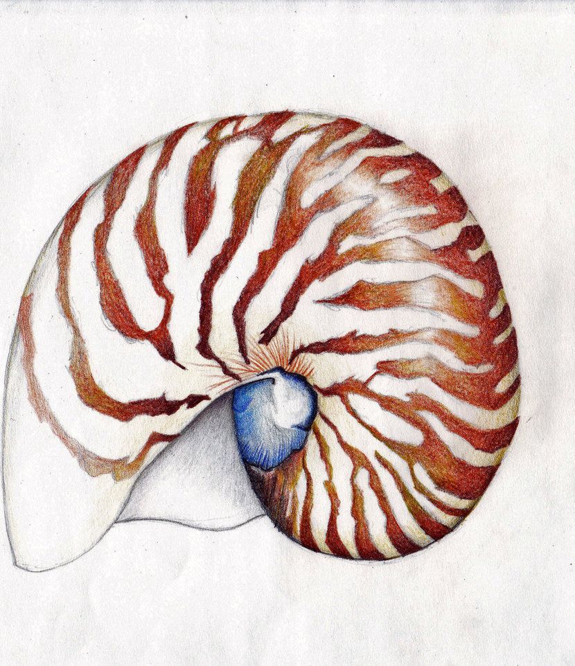 830x962 nautilus shell - Nautilus Shell Drawing