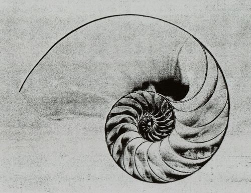 500x385 nautilus shell drawing tattoo inspiration nautilus tattoo - Nautilus Shell Drawing