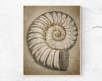 340x270 nautilus shell print etsy - Nautilus Shell Drawing