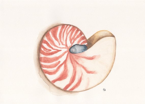 570x407 nautilus shell watercolour beach wall art etsy - Nautilus Shell Drawing