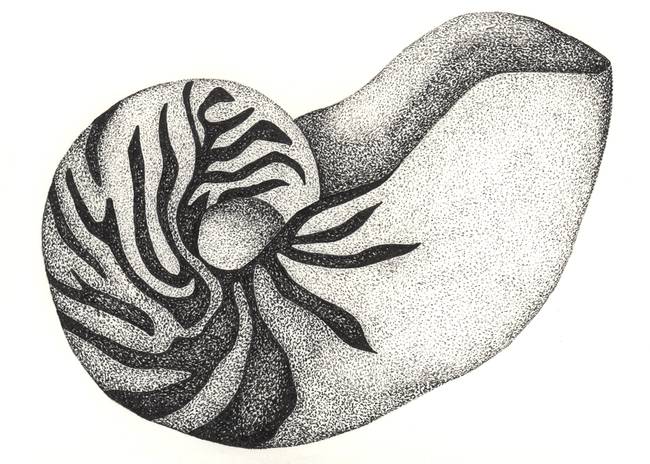 650x464 pen and ink illustration of a nautilus shell - Nautilus Shell Drawing