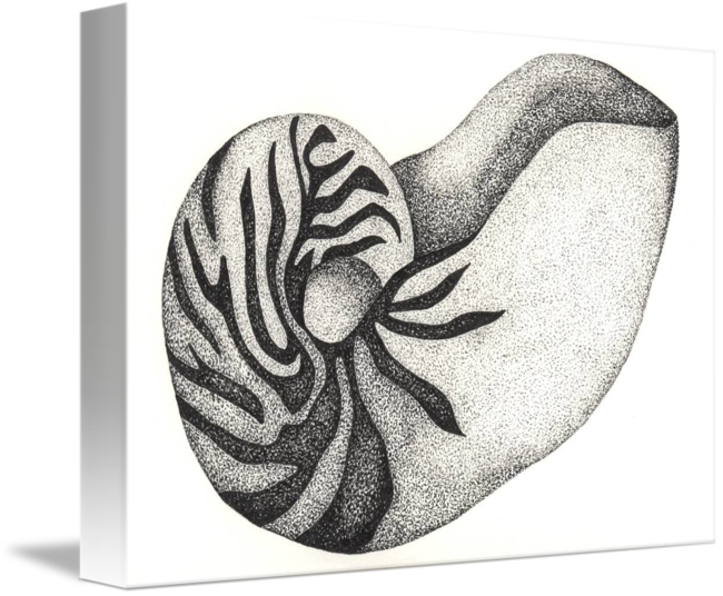650x536 pen and ink illustration of a nautilus shell - Nautilus Shell Drawing