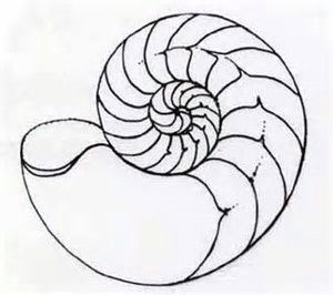 300x266 sea shells tattoos, shell tattoos, tattoo designs - Nautilus Shell Drawing