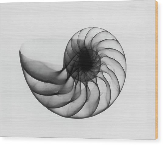 536x476 x ray nautilus shell photograph - Nautilus Shell Drawing