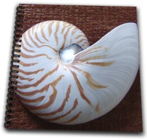 300x285 db nautilus shell ii drawing book - Nautilus Shell Drawing