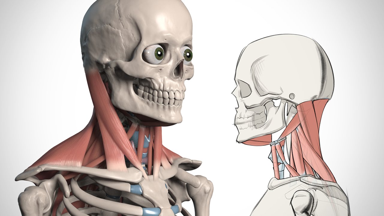 1280x720 how to draw the neck - Neck Drawing
