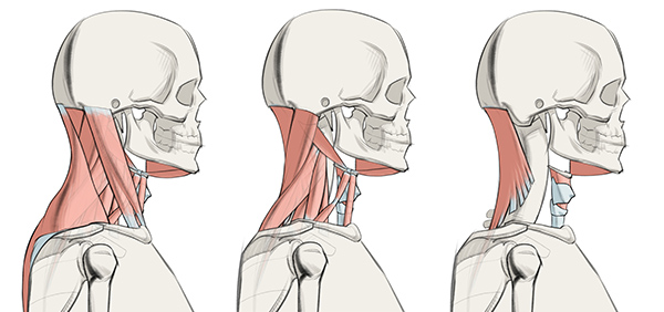 600x282 how to draw the neck - Neck Drawing