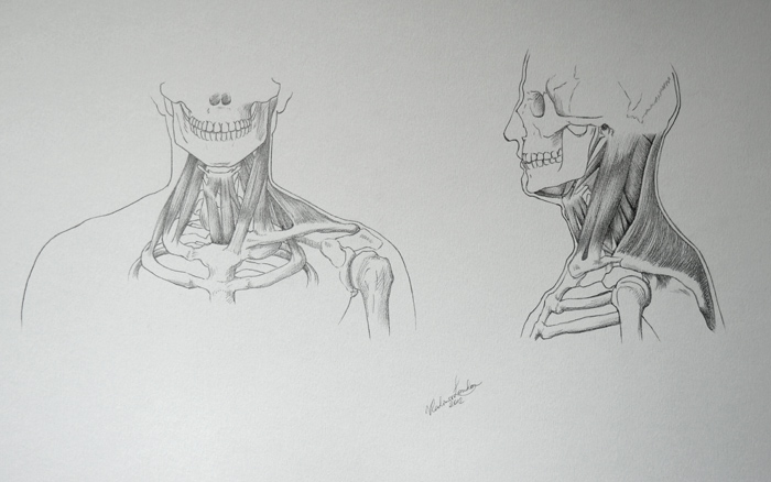 700x438 neck muscles - Neck Drawing