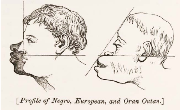 600x366 profile of negro, european and oran otan - Negro Drawing