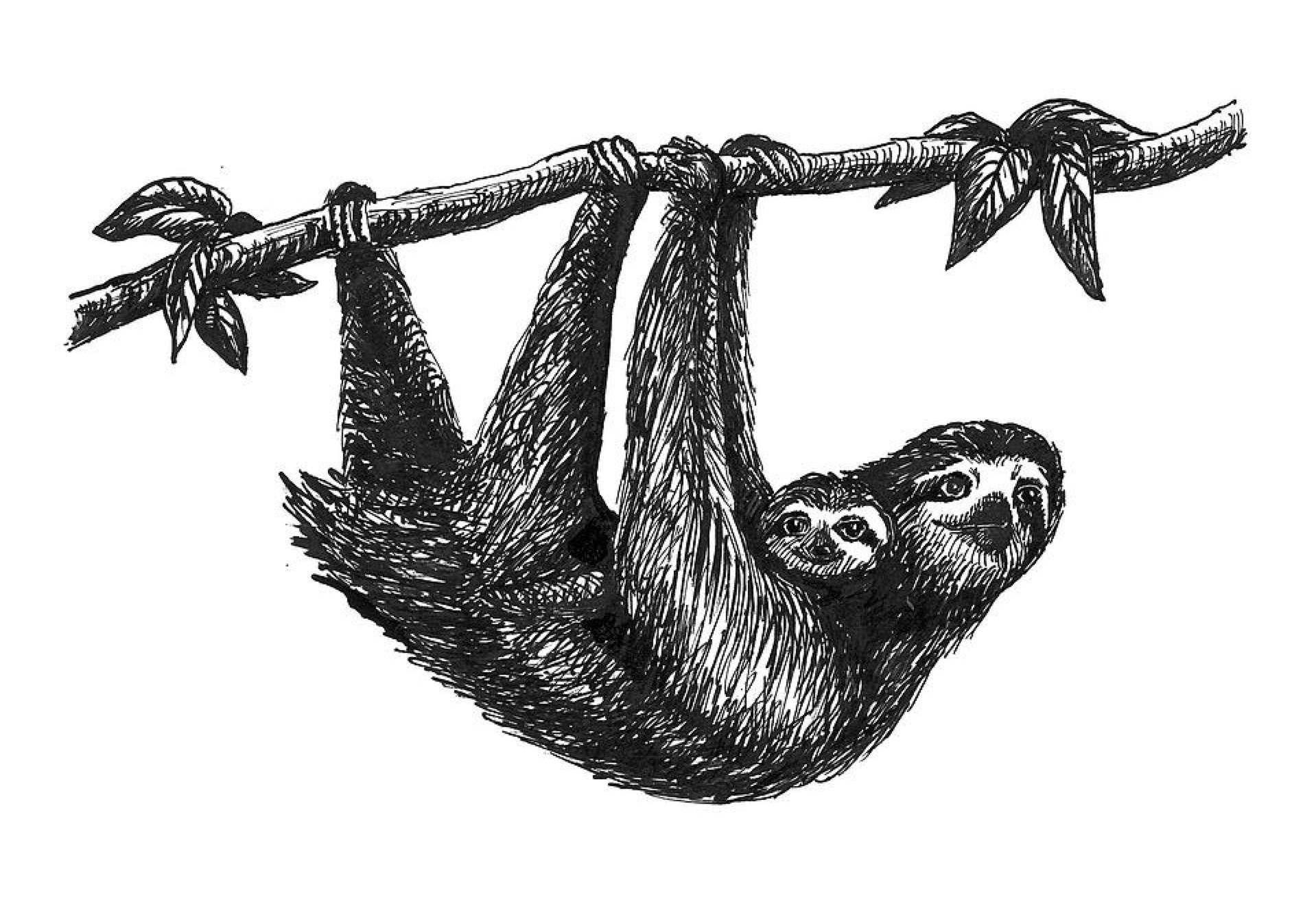 1918x1340 the rio negro sketchbook science for brazil - Negro Drawing