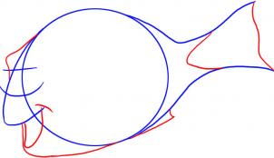 302x174 how to draw how to draw dory from finding nemo - Nemo And Dory Drawing