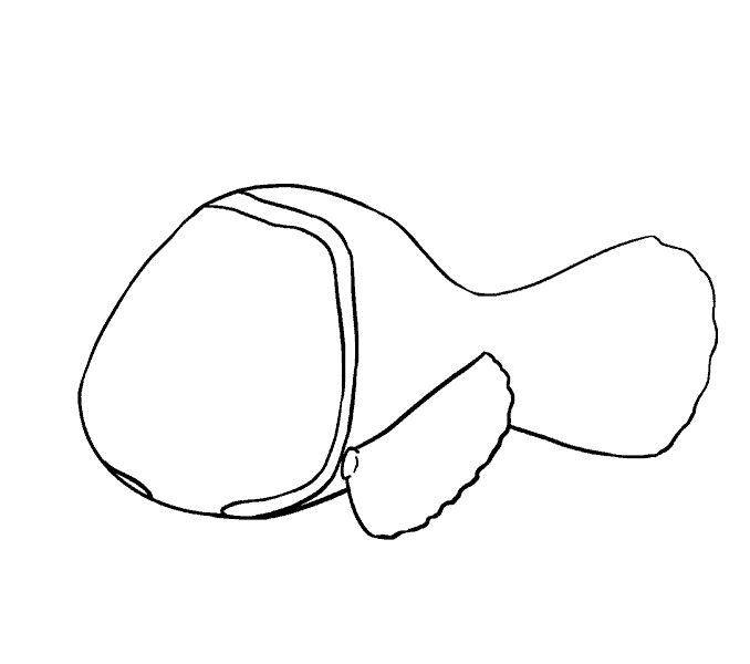 678x600 How To Draw Nemo In A Few Easy Steps Easy Drawing Guides - Nemo Drawing