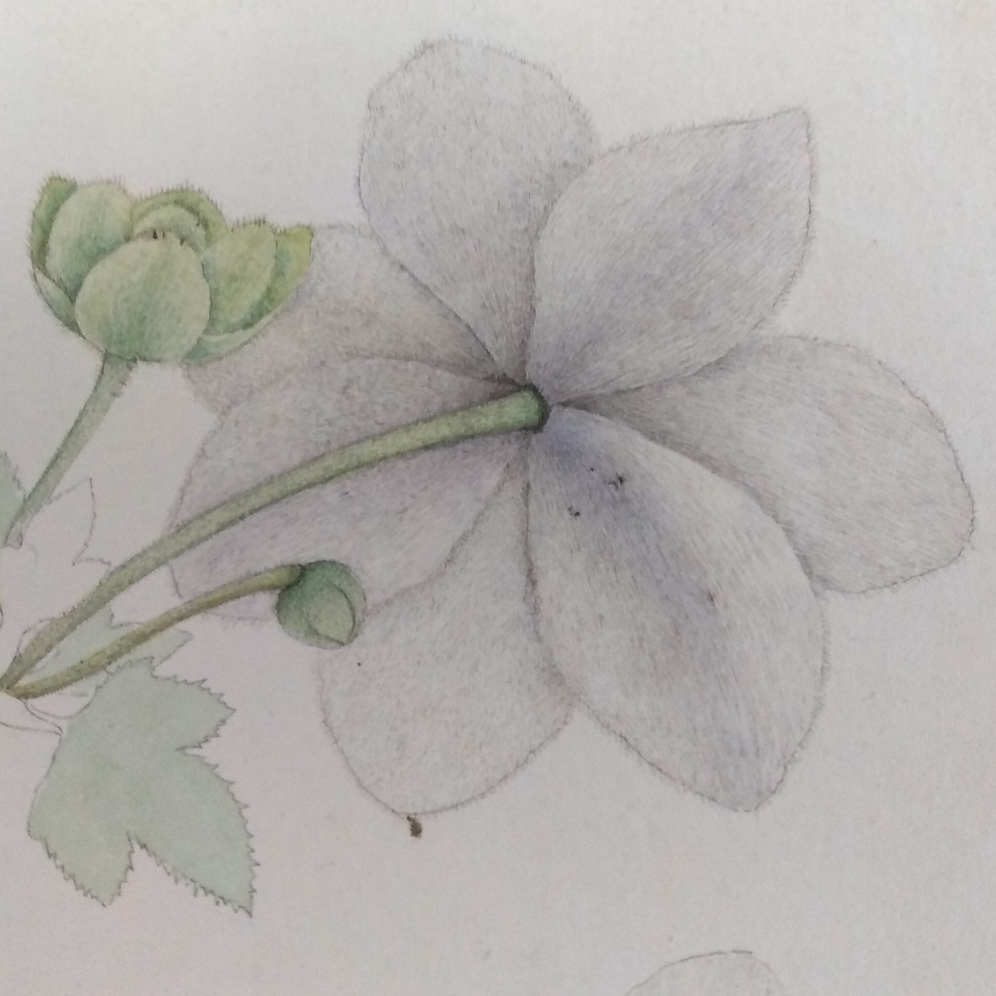 1945x1945 botanical drawings made in nepal for nathaniel wallich - Nepal Drawing