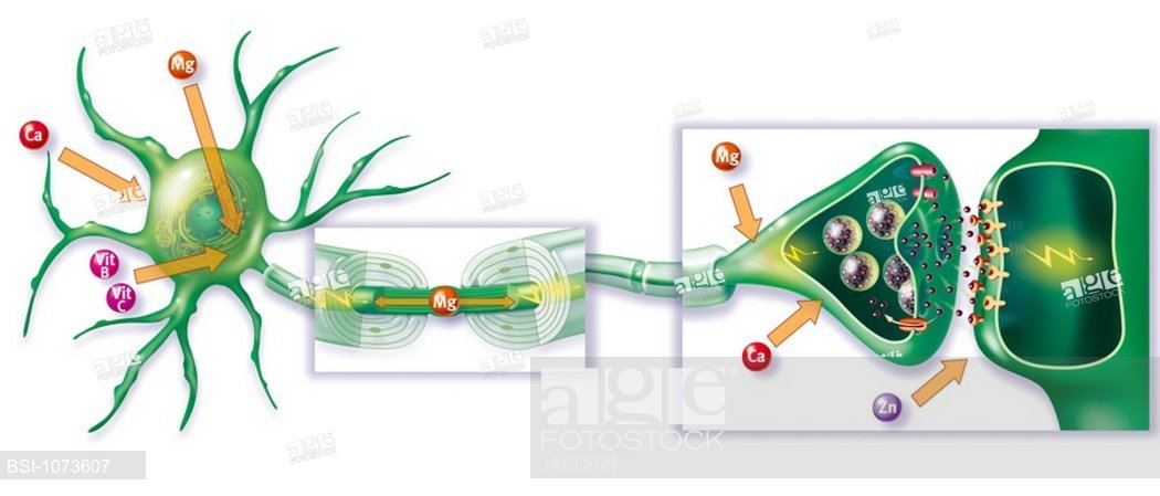 1050x449 nerve impulse, drawing action of mineral salts and vitamins - Nerve Drawing