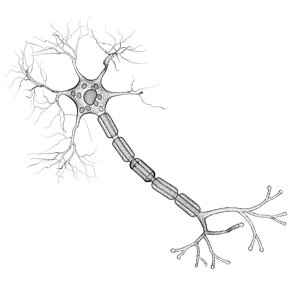300x300 nerve cell photograph - Nerve Drawing
