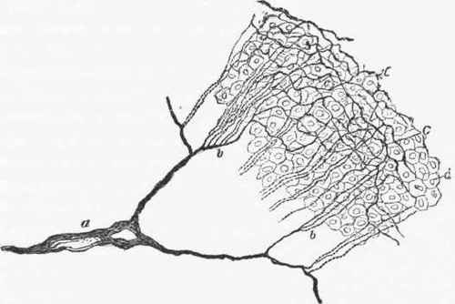 500x334 nerve endings - Nerve Drawing
