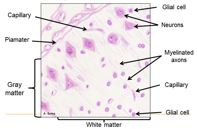 642x420 nervous system - Nerve Drawing