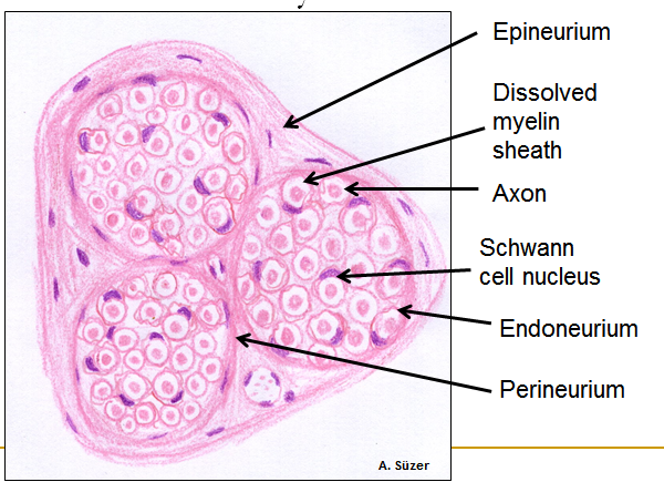 600x435 nervous tissue - Nerve Drawing