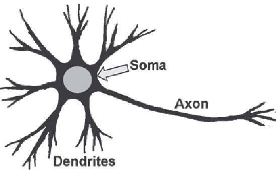 557x340 schematic drawing of a nerve cell with cell body - Nerve Drawing