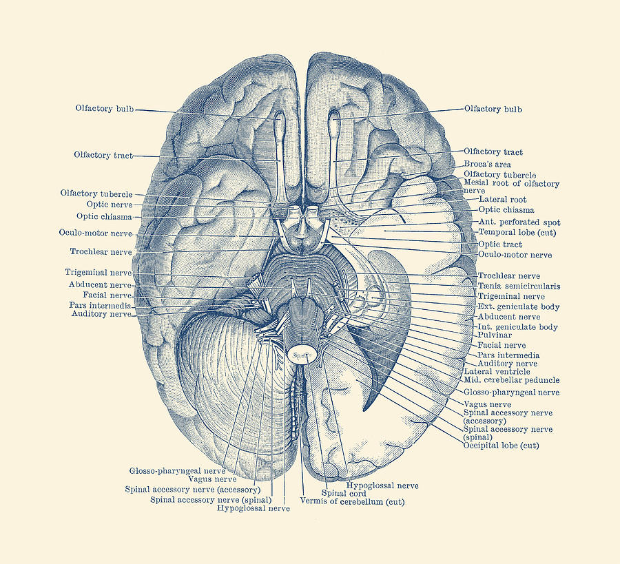 900x819 brain nervous system diagram - Nerve Drawing