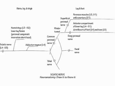 480x360 sciatic nerve - Nerve Drawing