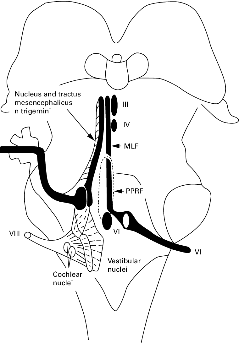 760x1092 semischematic drawing of the intrapontine vestibular nerve - Nerve Drawing
