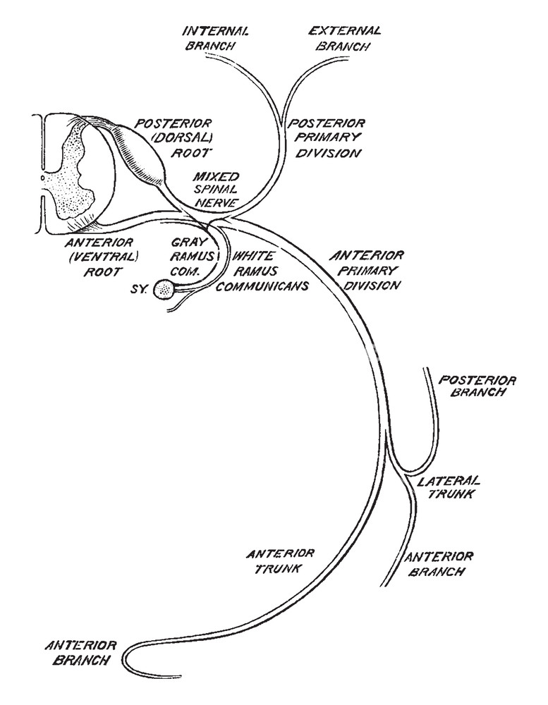 777x1000 this illustration represents distribution of a spinal nerves - Nerve Drawing